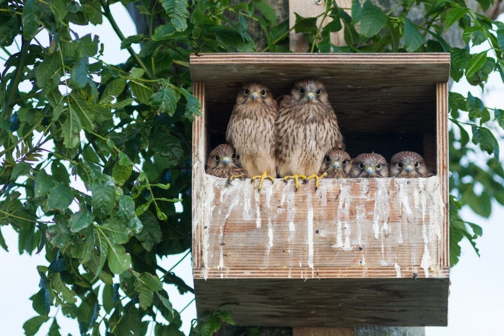 Una familia de búhos, representa lo que se deja atrás al seguir tu propósito de vida.