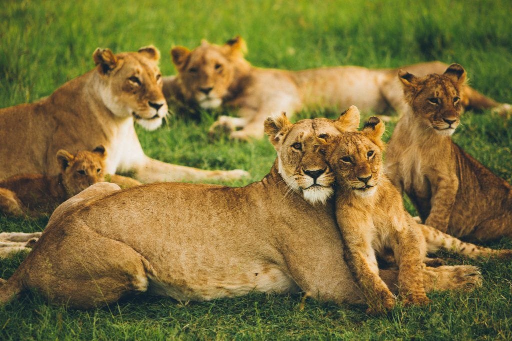 Familia de leones representando los distintos cuerpos que forman parte de mí.