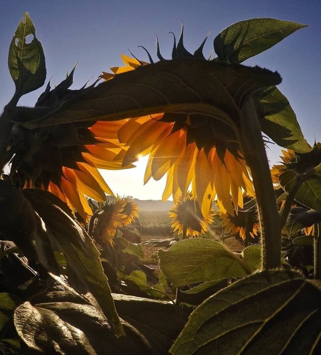 Girasoles abrazados ante el sol y el calor del verano.