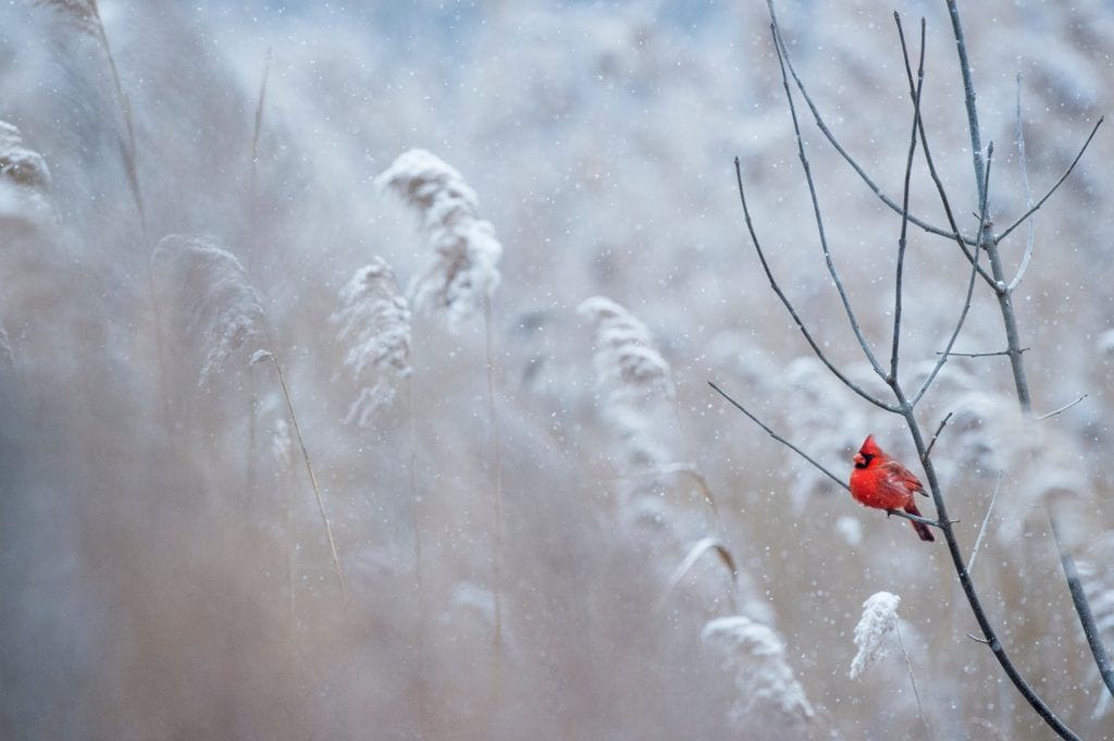 Árbol nevado representando el invierno
