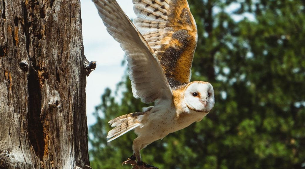 Búho a punto de emprender el vuelo a 1000 kilómetros de aquí