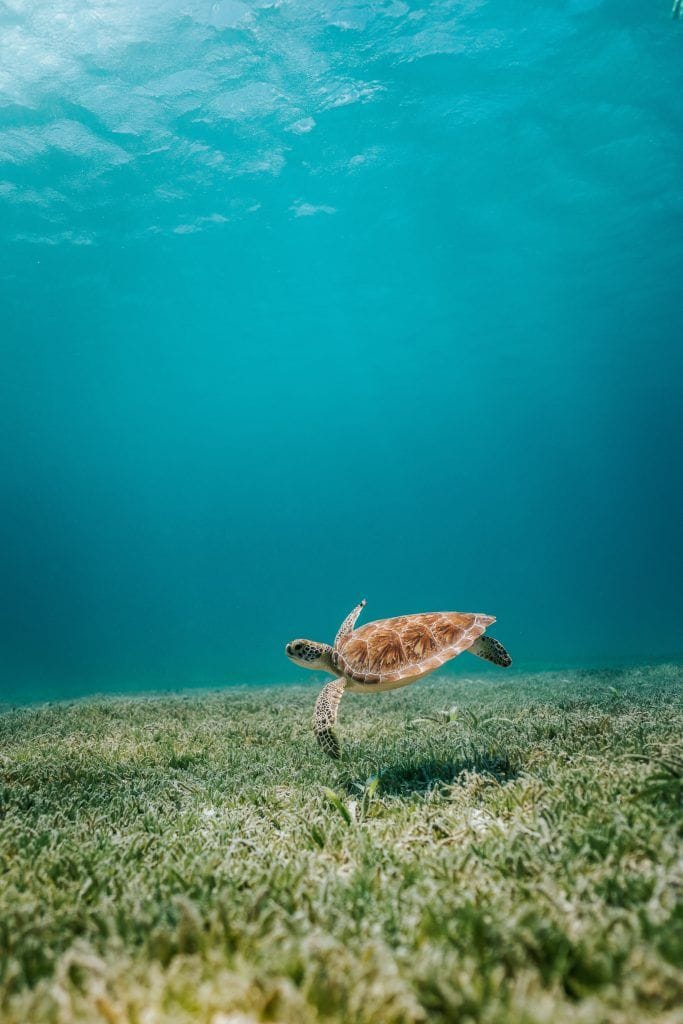 El-descenso representado por la imagen de una tortuga al fondo del mar.