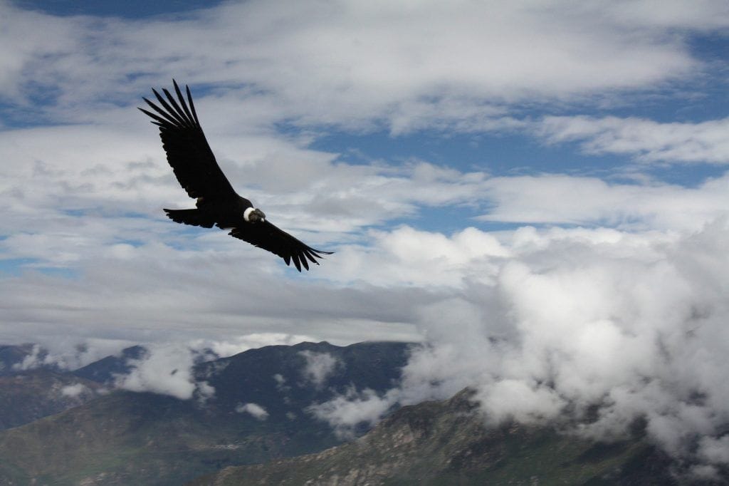 La-recuerda-volando cóndor