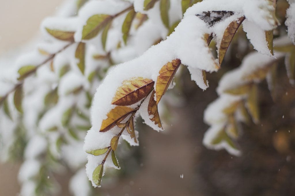Lo-natural árbol nevado en invierno.