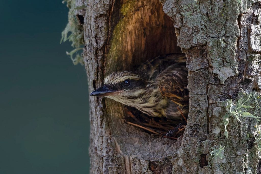 Detenerse pájaro al resguardo de la lluvia.