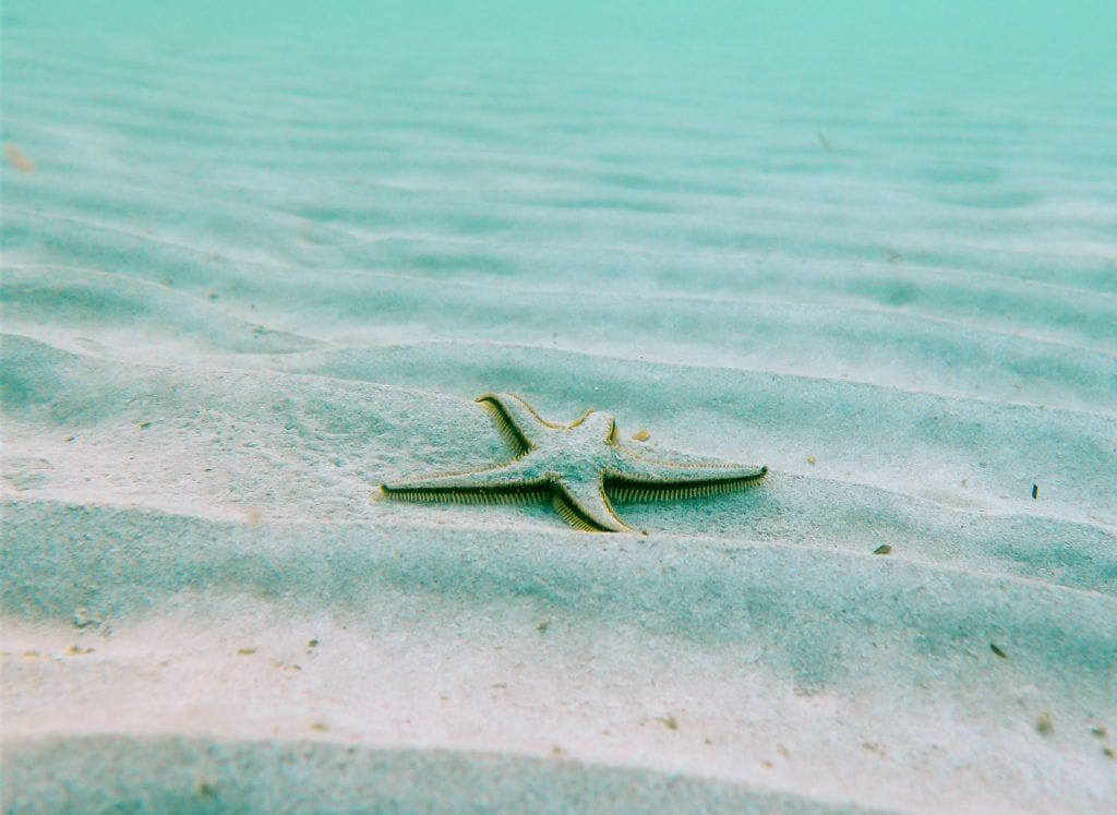 El-apego-estrella-de-mar