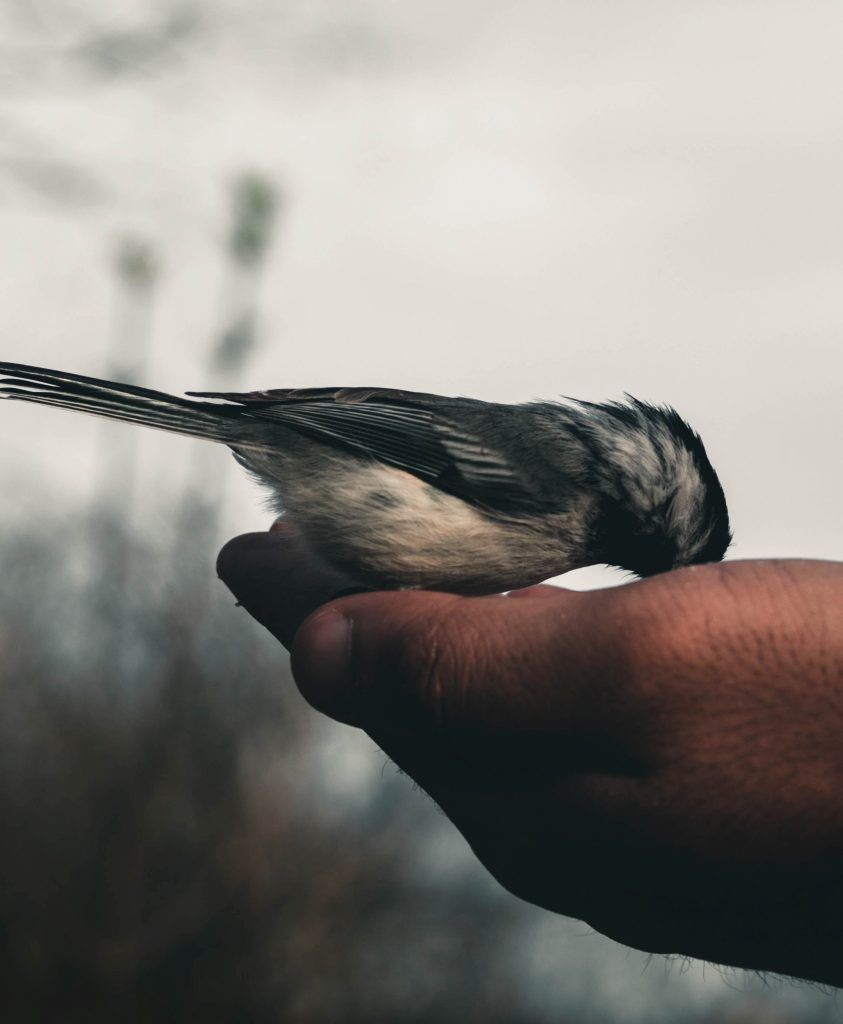 Pájaro-comiendo-de-la-mano-de-un-hombre