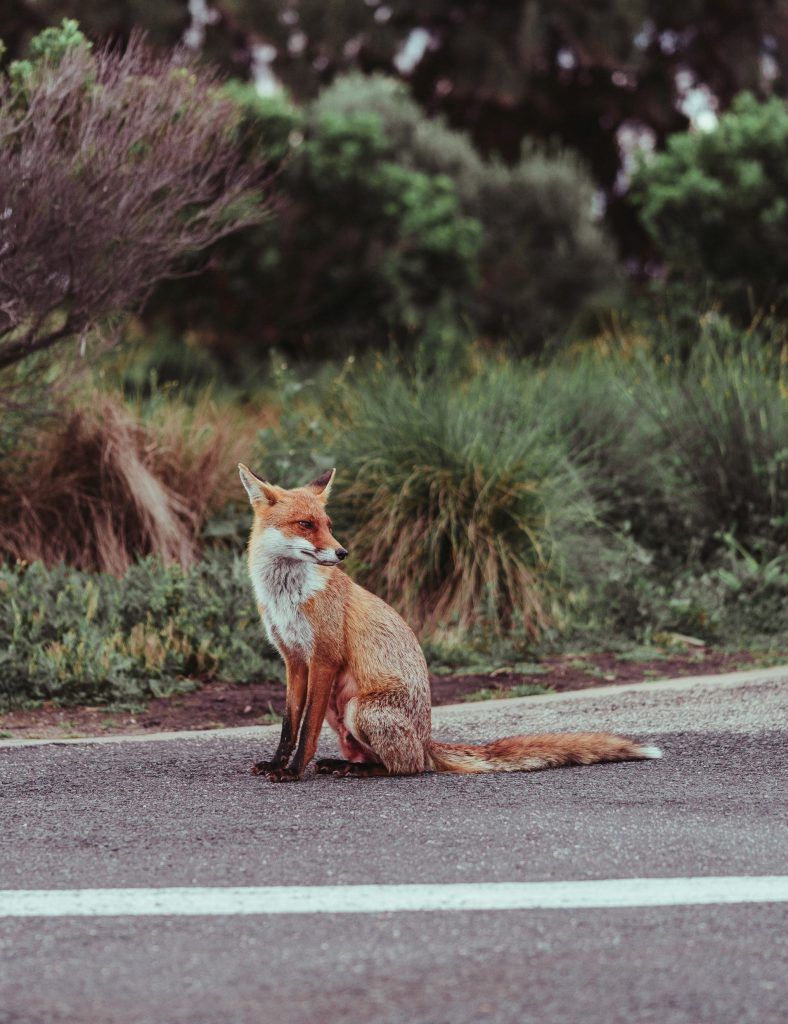 Zorro-en-la-carretera-Huyendo-a-toda-prisa