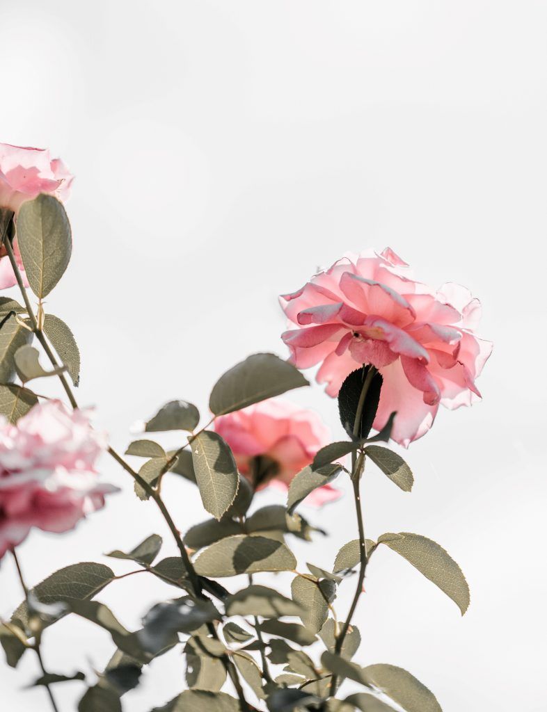 Con-las-manos-vacías-rosa