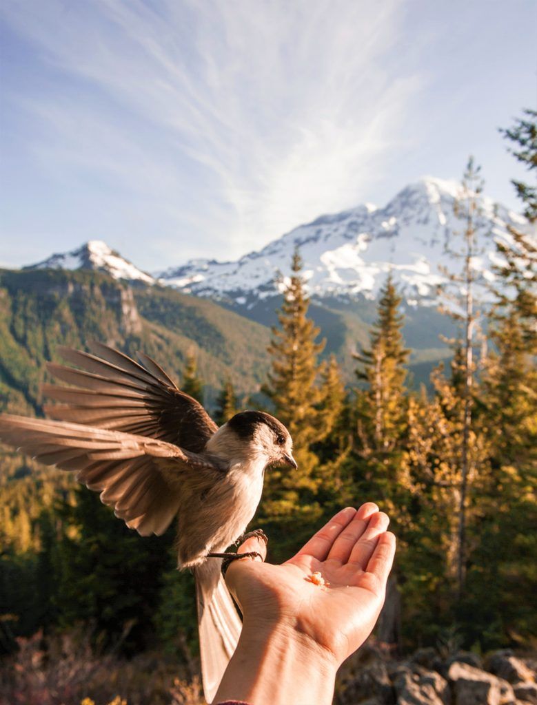 Pájaro-un-espacio-de-paz