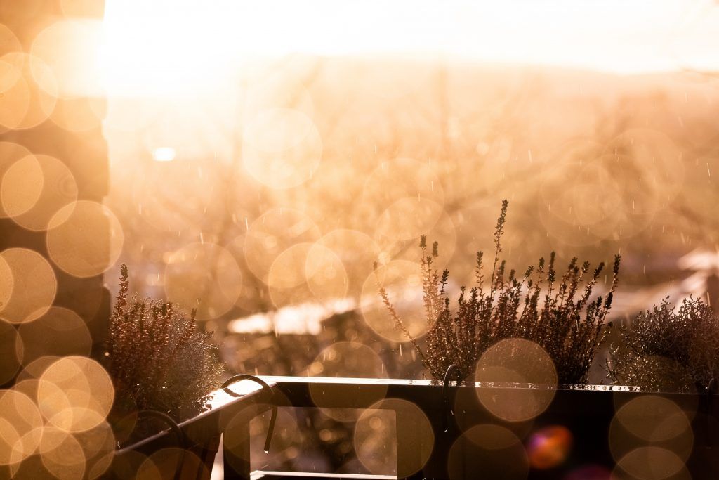 Plantas-en-el-balcón