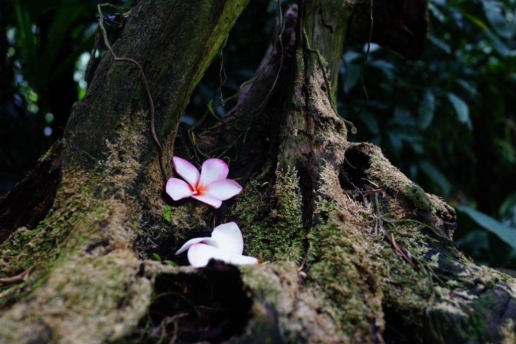 Sólo-nosotros-sabemos-raíz-árbol-dos-flores