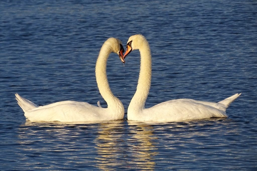 Me-despido-cisnes