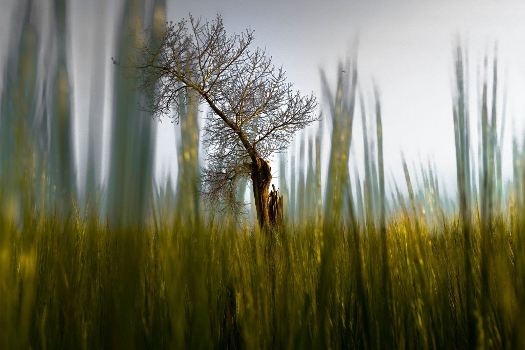 dedos-del-pie-arbol-final