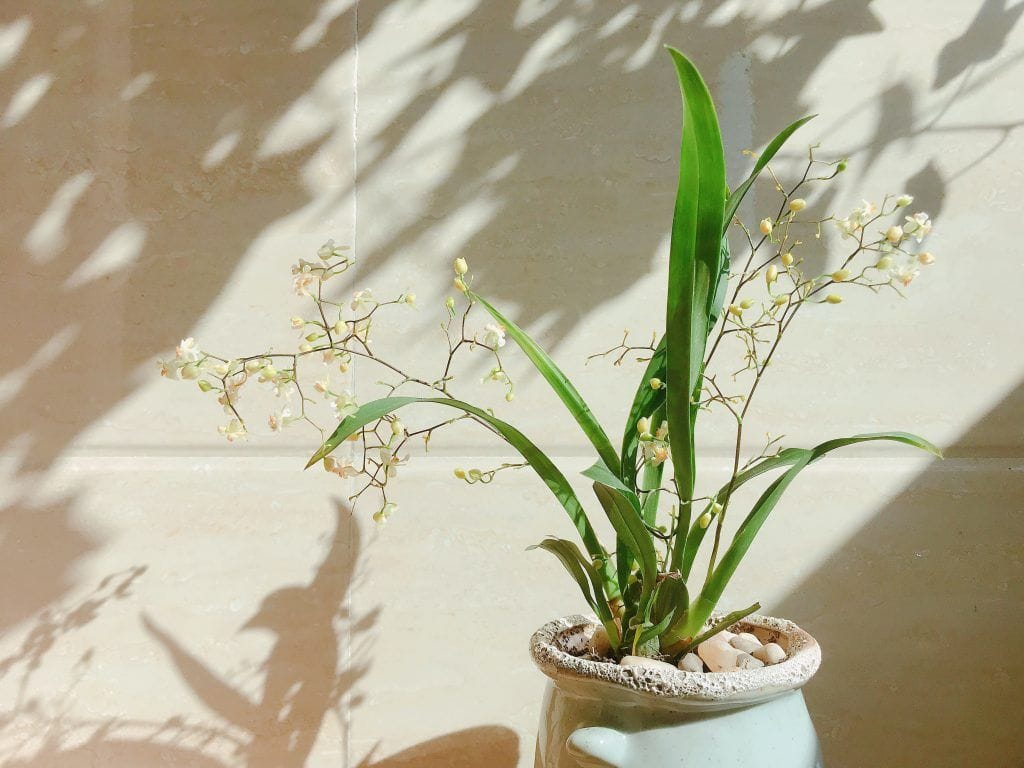 Último-repaso-planta