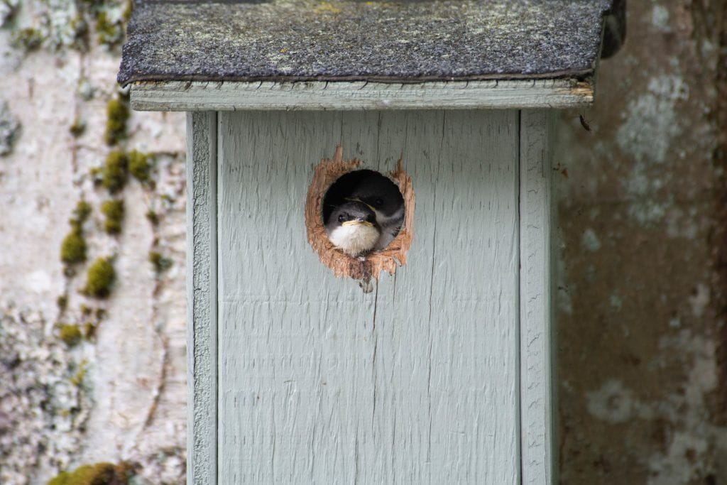 Golondrina-nido-volar-después-de-chocar