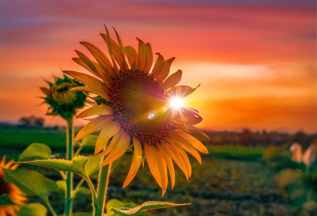 Un nuevo viaje, girasol