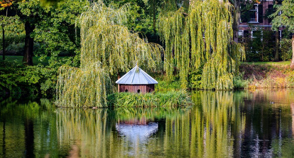 Por primera vez_casa para patos