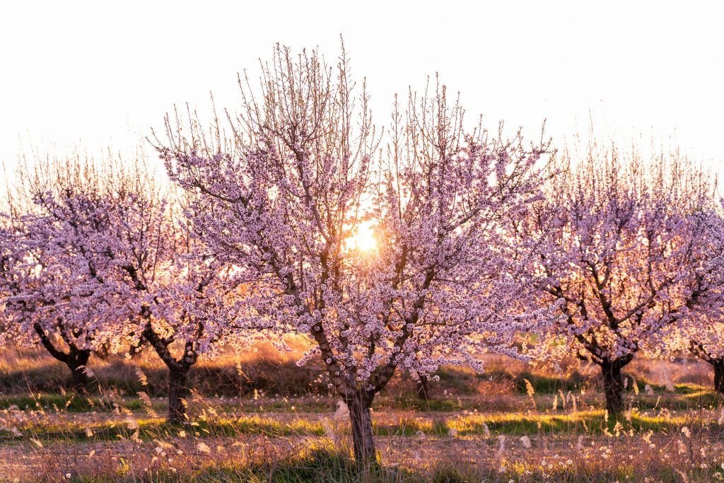 Nómada-almendros en flor