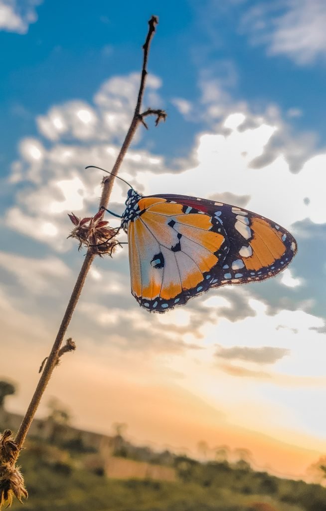 El aleteo de las mariposas-Una mariposa en una rama a punto de volar.